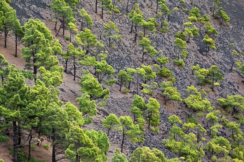 Conifers in the Teneguia volcanic crater