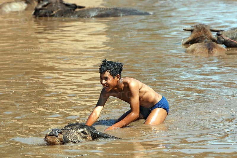 Young on water buffalo in lake