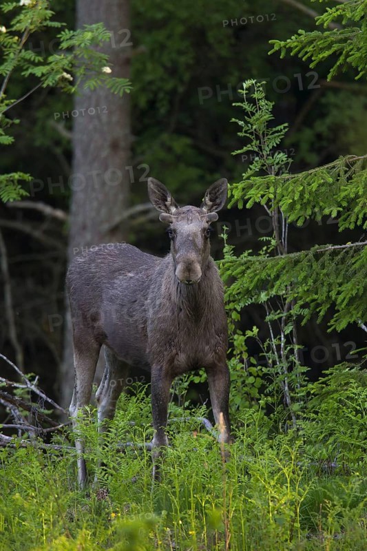 Moose