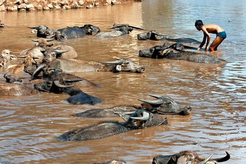Young and water buffalo in the water