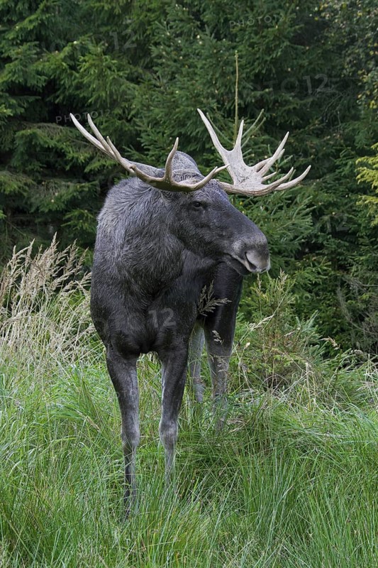 Moose