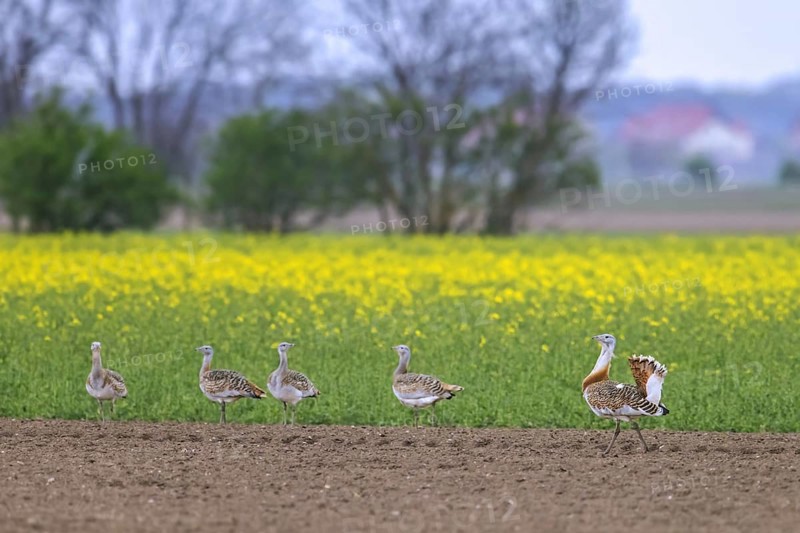 Great bustard
