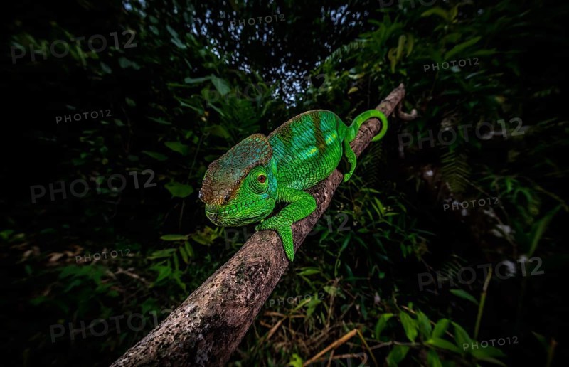 Parson's chameleon male