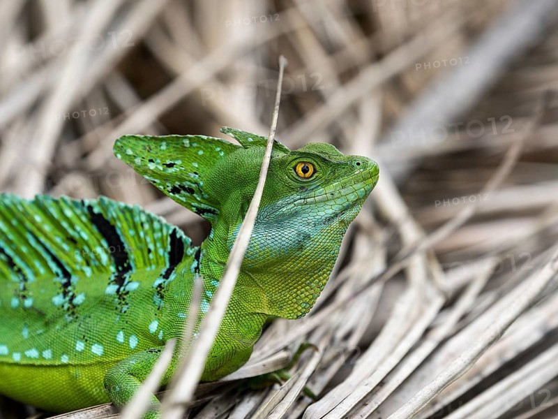Plumed basilisk