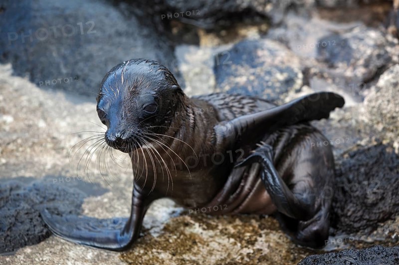 Galapagos sea lion