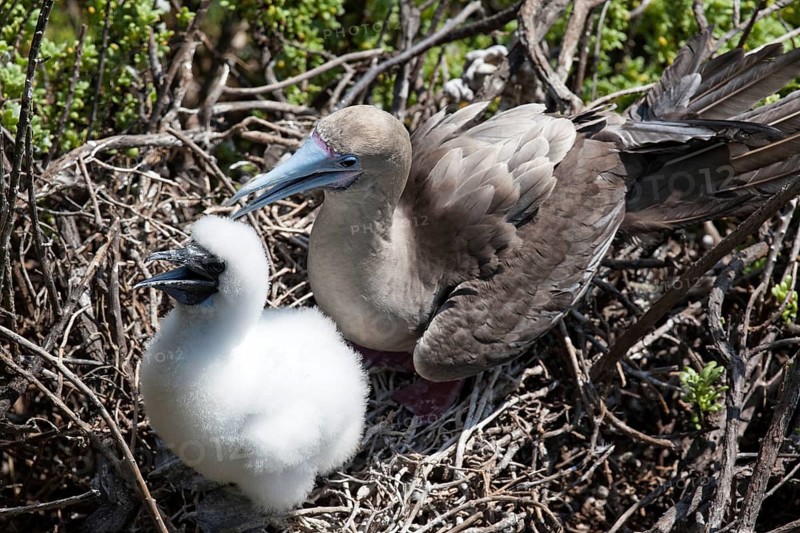 Red-footed Booby