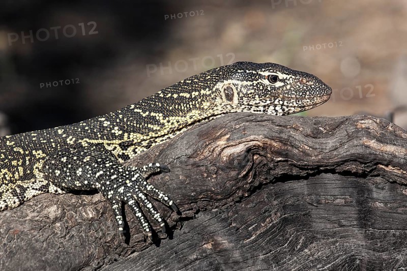 Nile monitor