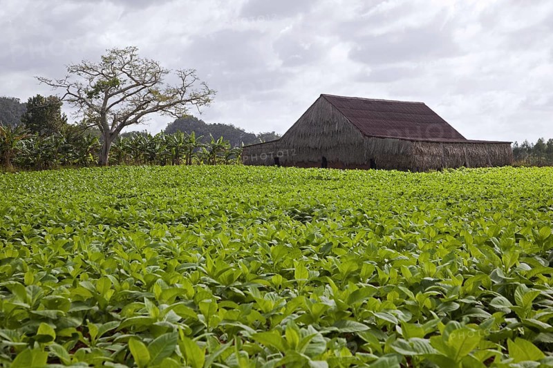 Tobacco plantation in the Vinales Valley