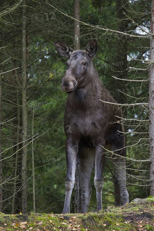 Moose