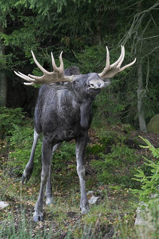Moose