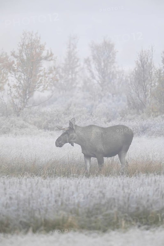 Moose