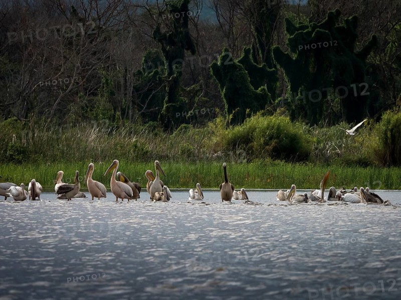 Pelicans