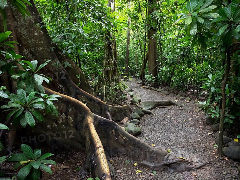 Path through Carara National Park