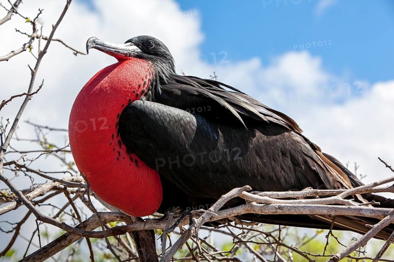 Magnificent Frigatebird