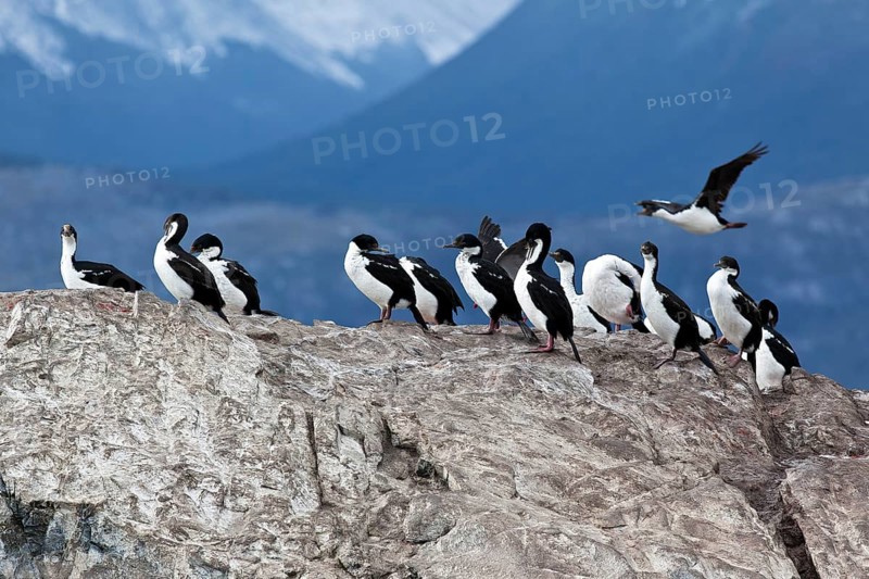 Imperial shags