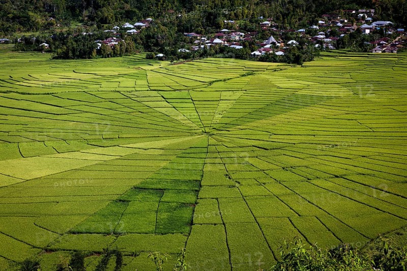 Spiderweb rice paddies
