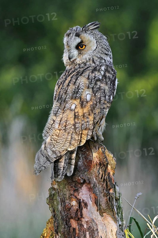 Long-eared owl