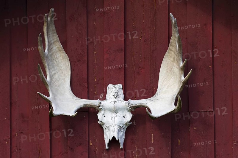 Bleached moose