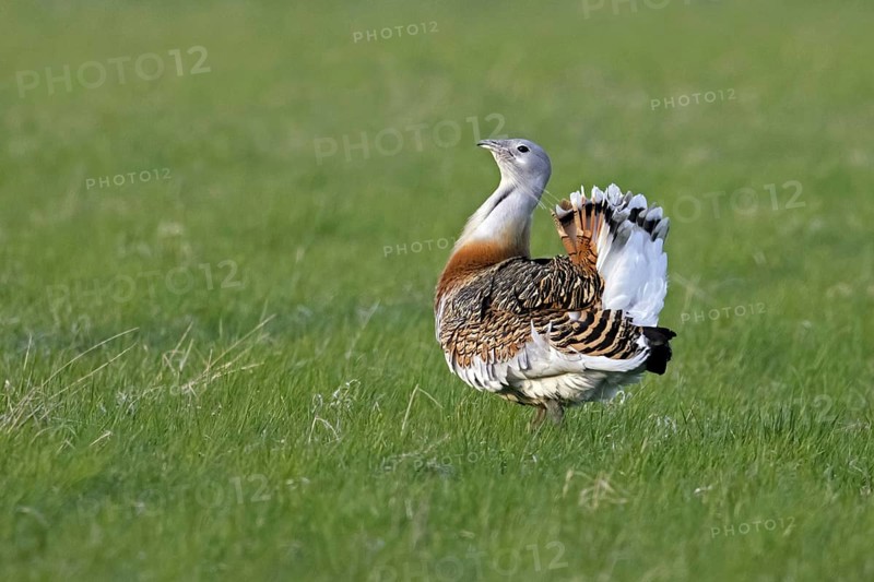 Great bustard