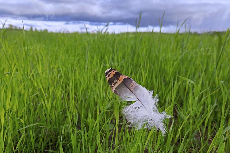 Great bustard