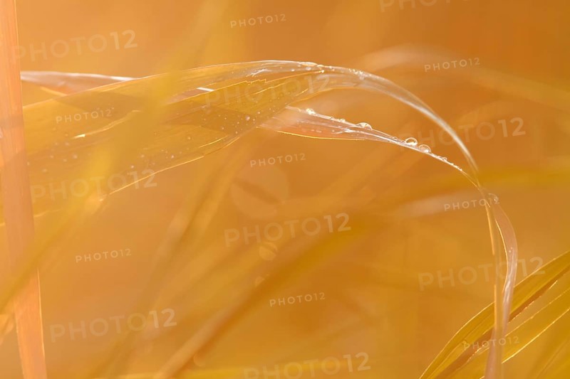 Leaf of a reed in backlight with dew drops