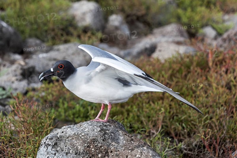 Swallow-tailed Gull