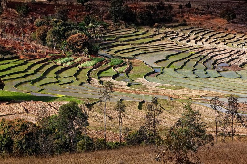 Rice Terraces near Fianarantsoa