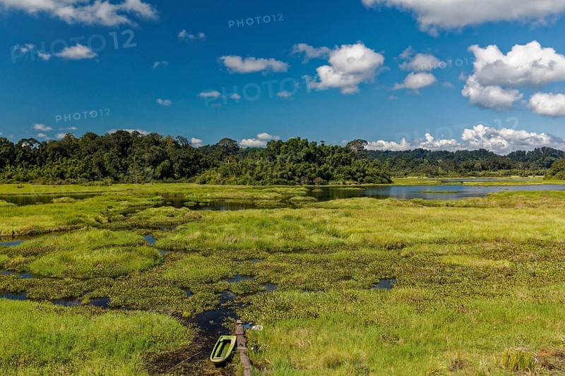 Swampy landscape