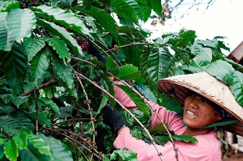 Woman harvesting coffee