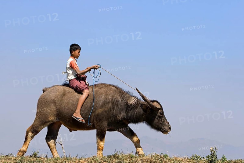 Young on water buffalo