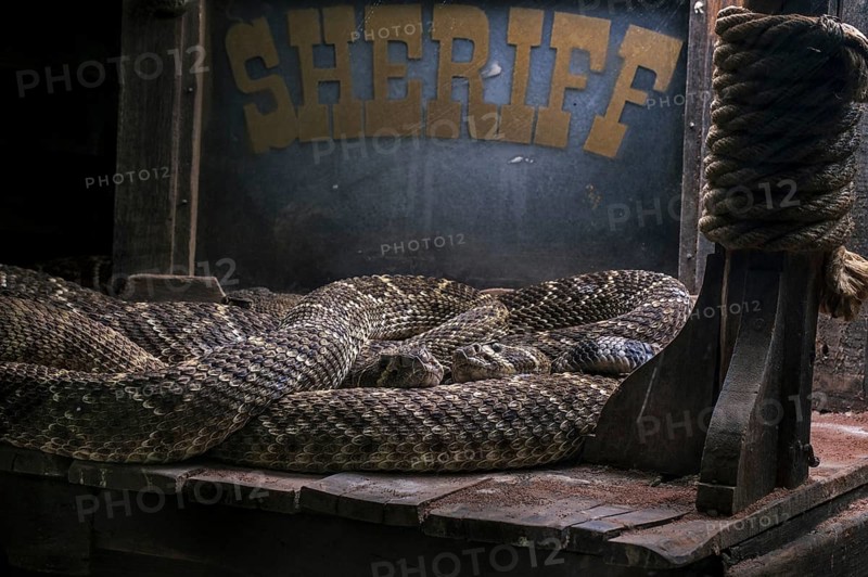Two Western diamondback rattlesnakes