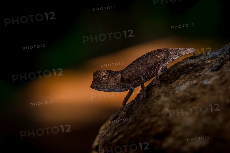 Juwenile chameleon