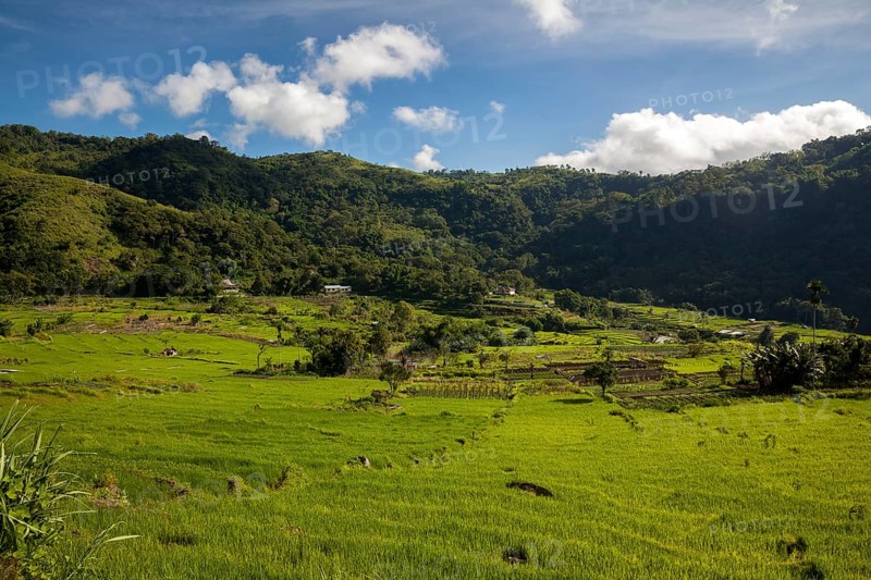 Rice Fields and Mountains