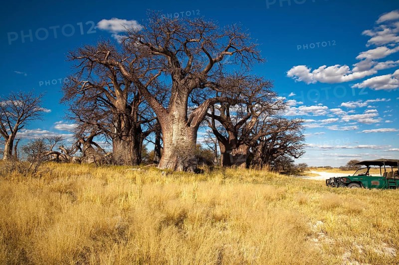 Group of trees with very old african baobab