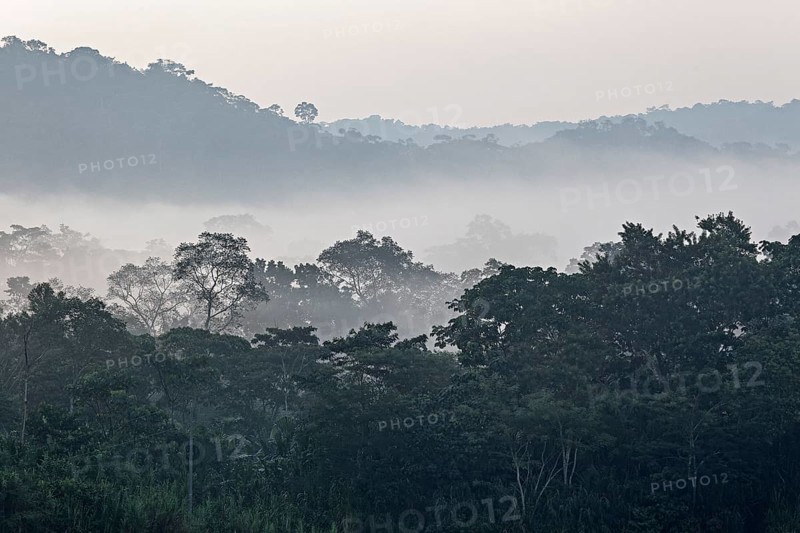 Morning mist over the jungle