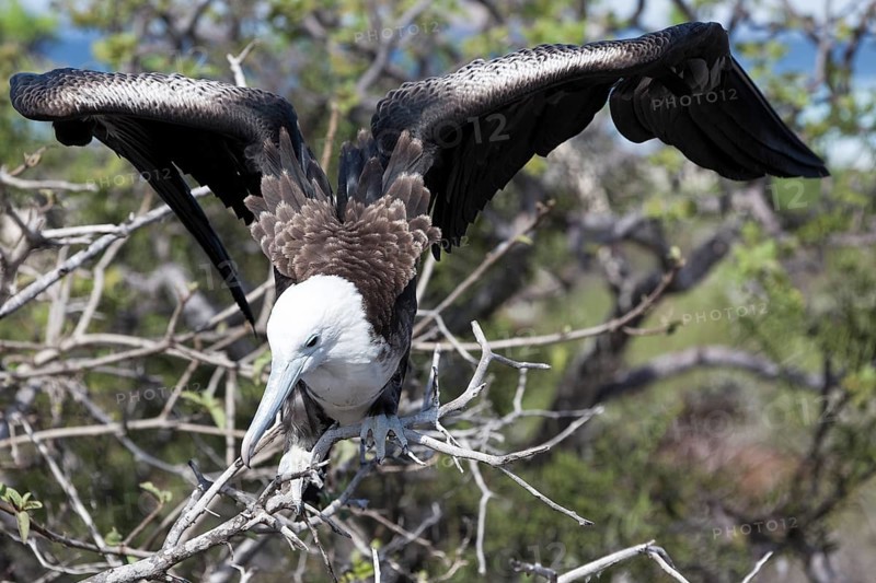Albatross