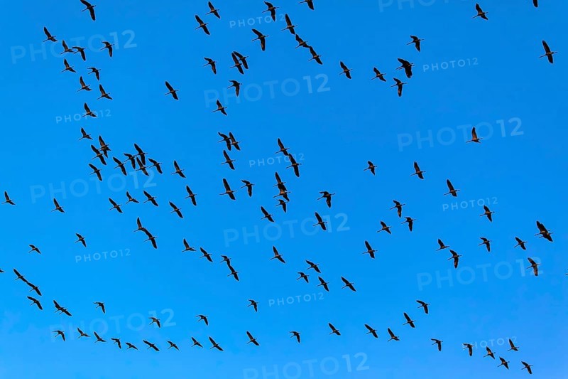 Cranes in the sky