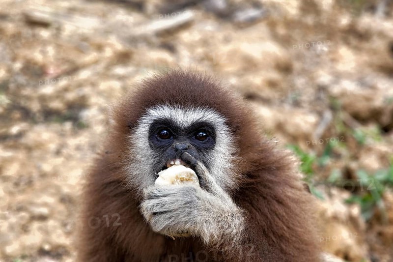 White-handed gibbon
