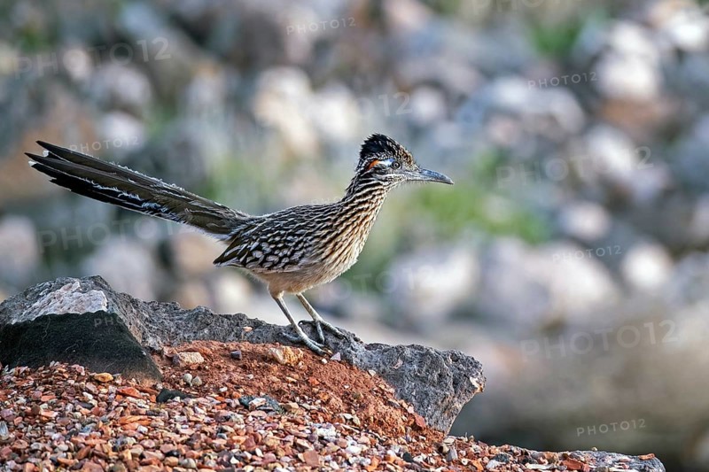 Greater roadrunner
