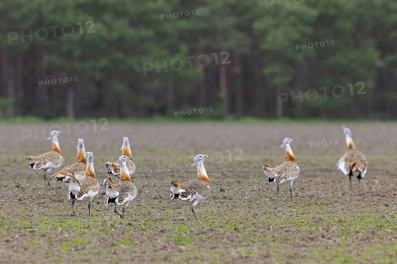 Great bustards