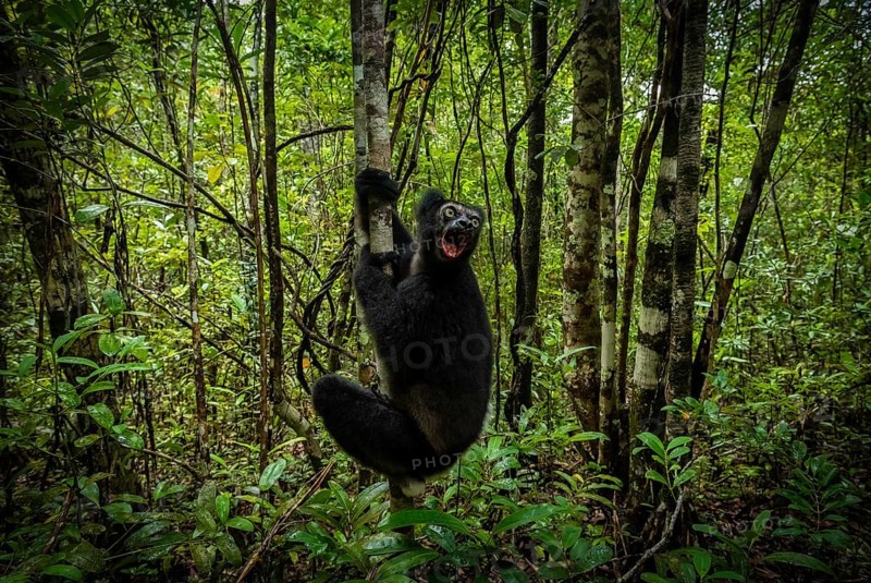 Indri