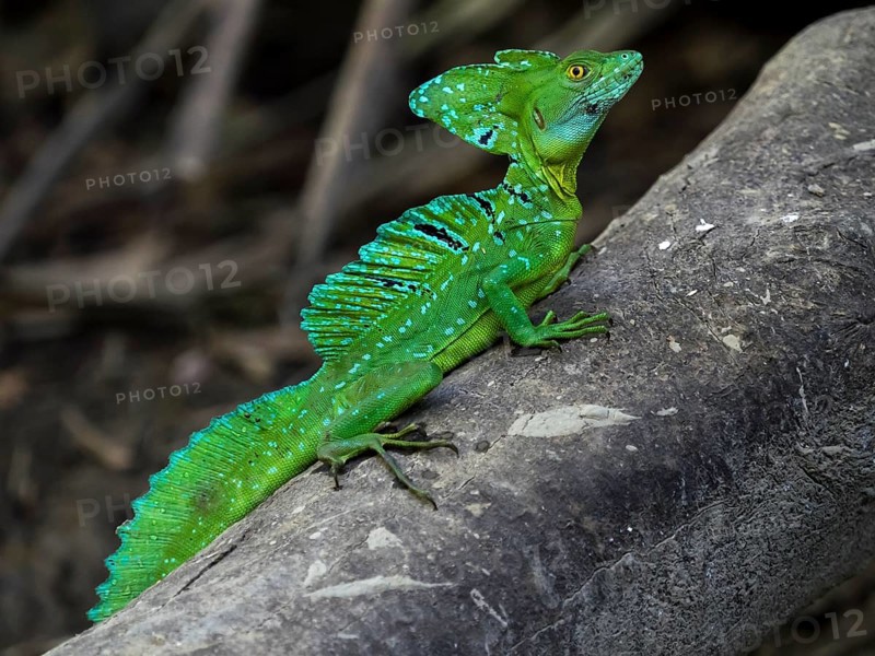 Plumed basilisk