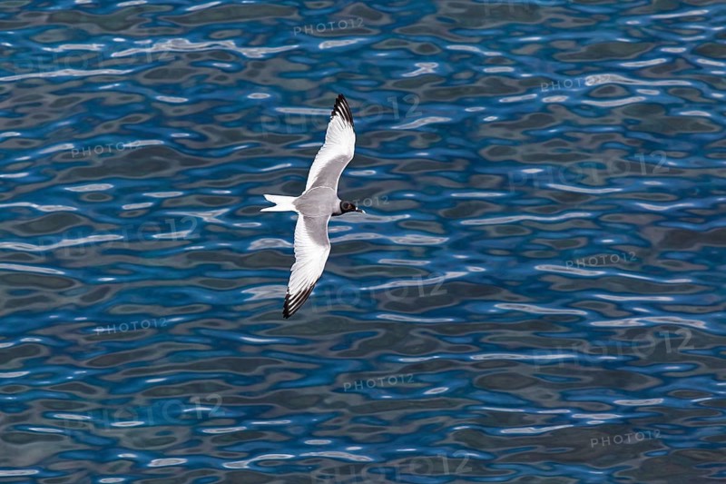Swallow-tailed Gull