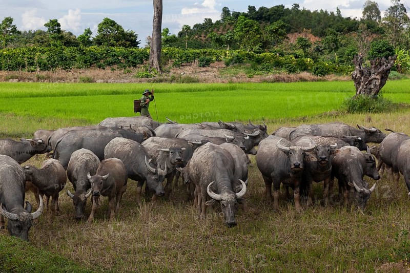 Water buffalo in a rice field