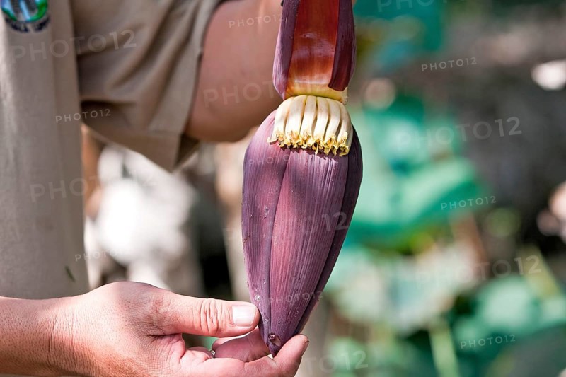 Hands holding banana