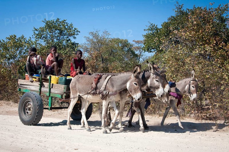 Children with donkey carts