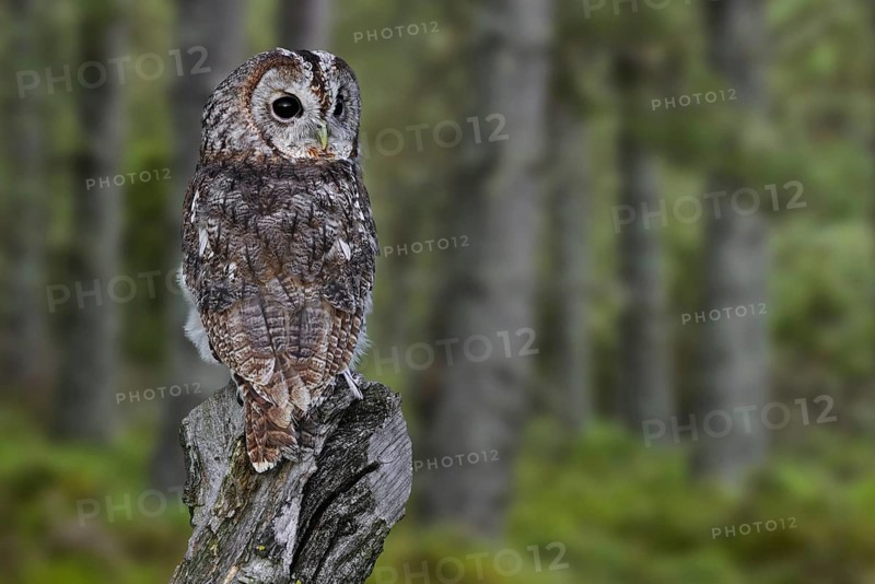 Tawny owl
