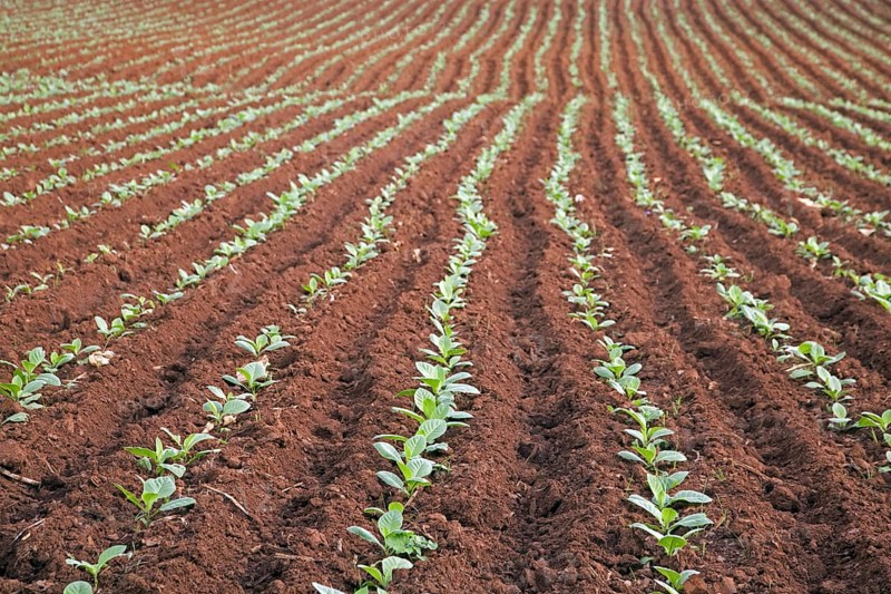 Tobacco plantation in the Vinales Valley
