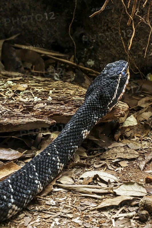 Common cantil