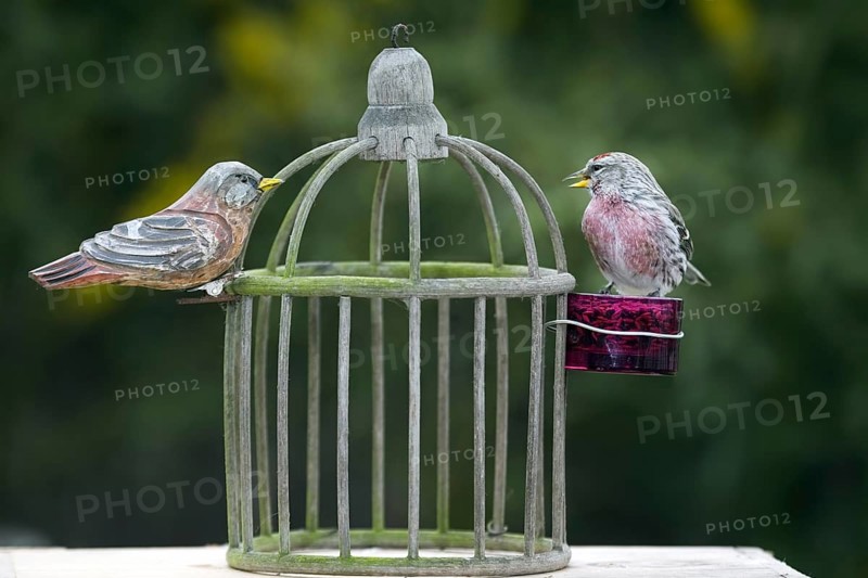 Common Redpoll